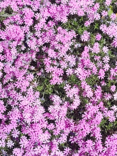 This close-up, high-angle shot captures a vibrant and dense patch of small, five-petaled pink flowers in full bloom, likely a ground cover variety such as Creeping Phlox (Phlox subulata). The numerous pink blossoms dominate the frame, creating a carpet-like effect. Interspersed among the bright pink flowers, small clusters of lush green foliage (leaves and stems) are visible, providing a contrasting texture. A few tiny, delicate pale blue or light purple flowers can also be seen peeking through the pink blooms and green leaves, adding subtle variation to the color palette.
The scene is brightly lit, suggesting clear, sunny weather during the daytime, possibly morning or afternoon, which highlights the vivid colors of the petals and casts soft shadows, adding depth to the floral arrangement. No specific activity is taking place; the image focuses on the natural beauty of the blooming plants. The overall impression is one of lushness, springtime, and natural beauty. While not evident from the image alone, the location context provided indicates this natural display is found in East Suffolk, United Kingdom. There is no visible text in the image.