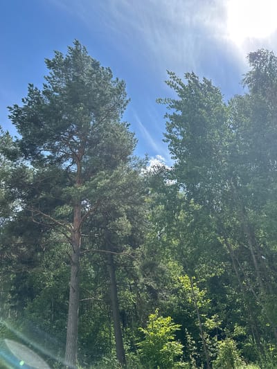 A vertical, low-angle shot captures a forest scene under a bright, partially clouded blue sky in Lukovnya, Russia. The foreground is dominated by the textured bark of two tall trees. To the left, a large pine tree stands prominently, its dark green needles forming a dense canopy. To the right, a cluster of deciduous trees with lighter green foliage rises towards the sky. Thin, wispy clouds streak across the upper portion of the sky, and the sun is visible as a bright, hazy orb in the upper right corner, casting a lens flare that creates diagonal light streaks in the lower left. The background is filled with the dense foliage of more trees, creating a lush, green backdrop. The overall impression is one of a sunlit, natural forest environment.