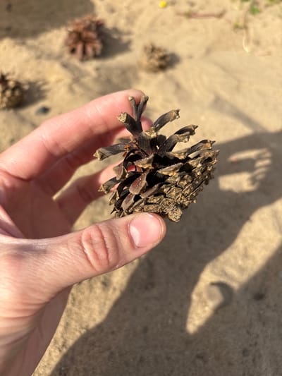 A close-up shot shows a person's hand holding a small, dark brown pinecone. The pinecone has a textured surface with visible scales and sharp points. The hand, appearing to be a thumb and forefinger, gently grips the pinecone. In the background, a sandy or dirt surface is visible, with faint shadows cast across it, suggesting it's daytime. There are a few other small pinecones scattered on the ground in the background, out of focus. The overall scene appears to be outdoors, possibly in a natural or park-like setting. There is no visible text in the image.