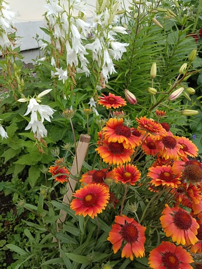 The image depicts a close-up view of a flower bed, featuring a mix of blooming flowers and greenery. The dominant flowers are bright orange and red Gaillardia, characterized by their daisy-like appearance with fringed petals. Interspersed among them are tall, white bell-shaped flowers, likely Campanula, some of which are drooping slightly. In the background, green lily buds are visible, suggesting a variety of plant life. The flowers are arranged densely, with some in full bloom and others in bud stage. A small, wooden stake is partially visible, supporting some of the plants. The ground beneath the flowers appears to be dark soil with scattered small green plants and weeds. The overall impression is that of a well-maintained garden. The location is identified as Miasskoye, Russia. There are no people or animals present in the image.