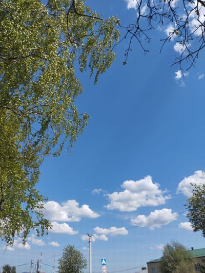 The image shows a view of the sky, framed by trees. A birch tree with green leaves occupies the upper left corner of the image. Bare branches are visible in the upper right corner. The sky is blue with scattered cumulus clouds. In the lower portion of the image, there are power lines, trees, a road sign with the number 20, and buildings, alluding to an urban or suburban environment. Based on the inclusion of the location in the city of Krasnogorskoye, Russia, this image likely depicts a street scene or park area.