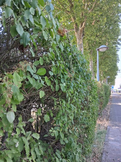 The image shows a dense, green hedge bordering a paved walkway. Trees with large, mottled trunks and full canopies line the walkway beyond the hedge. Several streetlights with dome-shaped heads are spaced along the walkway. The ground next to the hedge is covered in dry grass and dirt. The scene appears to be an urban or suburban environment, possibly a park or a residential street, under bright daylight conditions. Based on the architecture of the streetlights and the style of the trees, this scene is consistent with an area in Colorno, Italy. There are no people or animals visible in the image.
