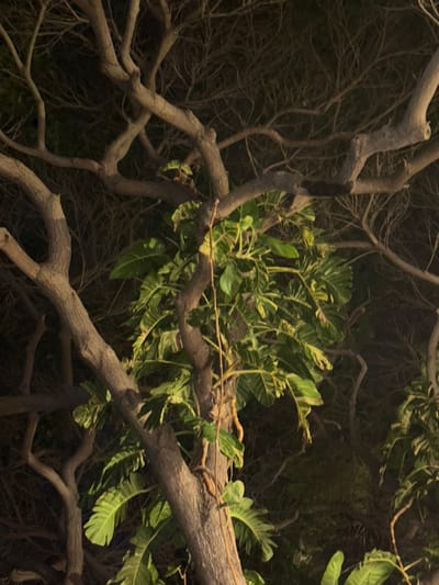 A tree at night is depicted with intertwined branches. Some branches are bare and dry, while others support clusters of large green leaves. The leaves create a dense, textured mass against the dark background, contrasting with the smooth, light-colored bark of the branches. The lighting suggests an artificial source illuminating the foliage.