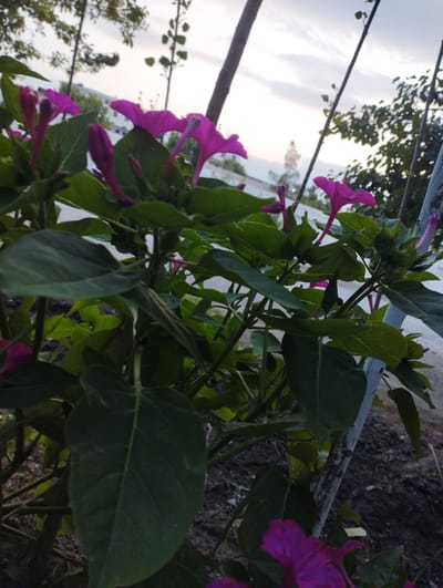 A close-up shot shows a cluster of vibrant magenta flowers with pointed petals and long stamens. The flowers, likely Mirabilis jalapa (Four o'clock flower), are in various stages of bloom, with some buds tightly closed and others beginning to open. They are attached to a plant with lush green leaves and thin, dark stems. The background is softly blurred, revealing hints of a distant building and trees under a dusky sky. Two slender, upright poles, possibly stakes supporting the plant, are visible in the foreground and middle ground. One pole is a light gray, while the other is a darker, weathered wood. The ground beneath the plant appears to be a mixture of dark soil and gravel. The lighting suggests it is either early morning or late evening, with the sky showing soft clouds and a gentle, diffused light. The setting appears to be outdoors, possibly a garden or yard, in Fergana City, Uzbekistan. There is no visible text in the image.