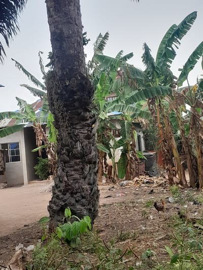 This image captures a semi-urban or rural residential scene in Ifo, Nigeria, under an overcast sky. A large, dark brown tree trunk, likely a palm, dominates the left side of the foreground, displaying rugged, textured bark with some moss-like growth and small green plants at its base. The ground across the mid-ground consists of dry, reddish-brown earth mixed with sparse vegetation and scattered refuse, including plastic containers and paper debris. A brown and black domestic fowl stands on this ground in the mid-ground, facing right. To the right and extending into the background, numerous banana trees with large green and partially dried leaves are prominent. In the background, a light-colored, single-story building with a light blue corrugated metal roof and a white-framed window is visible on the left, adjacent to a dirt path. Additional structures with corrugated metal roofs are partially obscured by dense foliage and banana trees in the background to the right, alongside a concentrated accumulation of refuse and dark fabric. No human figures are present in the scene.