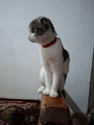 A cat with white and gray fur, wearing a red collar, is perched on a wooden beam. Its paws are dangling over the side. The cat appears to be looking down or sniffing. The background includes a white wall and part of a rug with an intricate pattern. The beam appears to be part of an interior structural support.