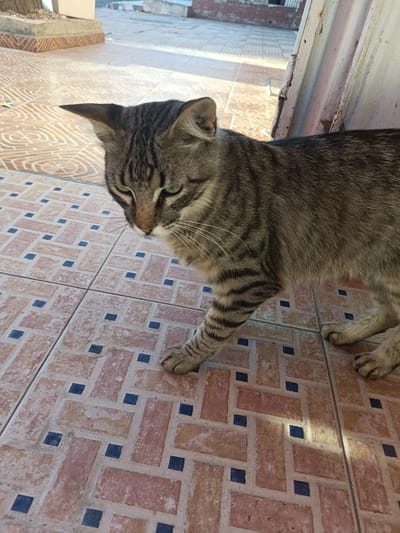 A medium shot captures a tabby cat with green eyes walking on a tiled patio. The cat is facing the left of the frame, with its head lowered and its gaze directed downwards. Its fur is a mix of grey, black, and brown stripes. The patio tiles are a light brown with a repeating geometric pattern of darker rectangles and small blue squares. In the background, to the left, a low concrete structure with some gravel is visible. To the right, a rusty metal structure with some peeling paint is partially obscuring the background, which appears to be an outdoor urban setting. The lighting suggests it is daytime, with shadows cast on the tiles. The location is identified as Safi, Morocco.