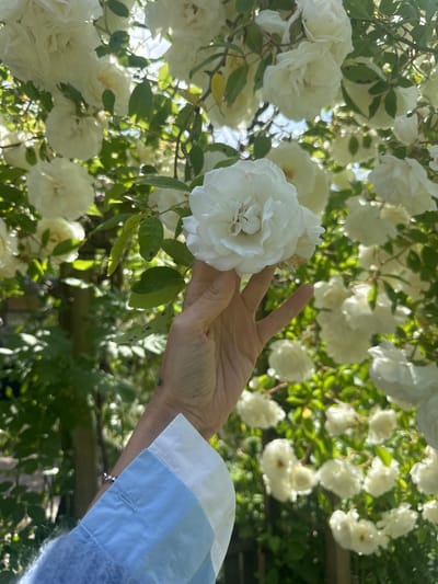 The image captures a person's left hand gently holding a large, white rose amidst a dense cluster of similar blooms and vibrant green foliage. The hand is positioned palm-up, with the index and middle fingers slightly extended upwards and the thumb, ring, and pinky fingers naturally curved. The person wears a long-sleeved shirt featuring a cuff with alternating light blue and white stripes, visible on the right side of the frame.
The white rose, a focal point, displays numerous delicate petals and a hint of yellow in its center. Other roses in the background appear softly blurred due to the shallow depth of field, creating a lush, ethereal backdrop. Bright sunlight filters through the leaves and petals, creating a glowing effect and highlighting the fresh greenery and pristine white flowers. The scene evokes a tranquil moment of appreciation for nature on a sunny day, set in what appears to be a flourishing garden or outdoor space in Noordwijk, Netherlands. No text is visible in the image.