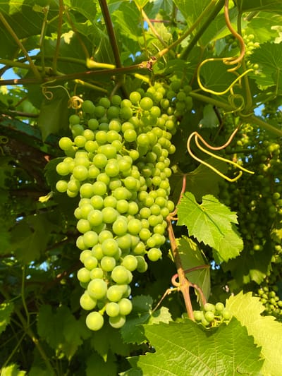 A close-up, upward-angled shot captures a cluster of unripe green grapes hanging from a vine. The grapes are small and round, clustered tightly together on a thick stem. The vine itself is leafy and green, with tendrils coiling around the branches. Sunlight filters through the leaves, creating a dappled effect on the grapes. The background is a blur of green foliage and a hint of blue sky, suggesting an outdoor setting. The image appears to have been taken during the daytime. There are no people visible in the frame. The scene is consistent with a vineyard or garden, likely in a rural or semi-rural environment. While the prompt mentions the city of Маринопіль, Ukraine, there are no specific landmarks or context within the image to confirm this location.