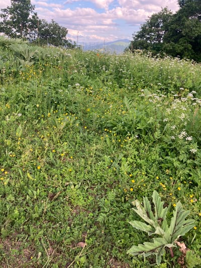 The image depicts a dense, overgrown field of wildflowers and green foliage under a partly cloudy sky. The foreground is dominated by a variety of plants, including low-lying green ground cover, taller stalks with white flowers, and numerous small yellow wildflowers. A large, distinctive plant with broad, deeply lobed green leaves and dark red stems is visible in the lower right quadrant of the image. In the background, a line of trees forms a dark green border against the sky, with the hazy outlines of distant mountains visible beyond the field. The overall scene suggests a natural, untamed landscape in a rural or mountainous area. The image is a photograph taken in Teghut, Armenia.