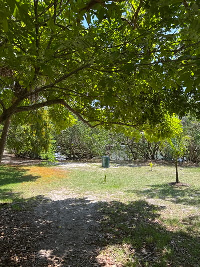 A vertical shot of a park with lush green trees and a grassy area. In the foreground, a large tree with dense green leaves occupies the left side of the frame, with branches extending upwards and to the right. Sunlight filters through the leaves, creating dappled shadows.
The middle ground reveals a pathway or a clearing with short green grass. To the right of the grassy area, there's a sandy or dirt path with fallen leaves and shadows cast by unseen trees. A green trash can with "TRASH IT!" text is visible on the right side of the grassy area. A thin, thin pole with a yellow object at its top stands in the grass. The background shows a dense line of trees and vegetation, suggesting a natural or park-like setting. The overall impression is a bright, sunny day in a park.