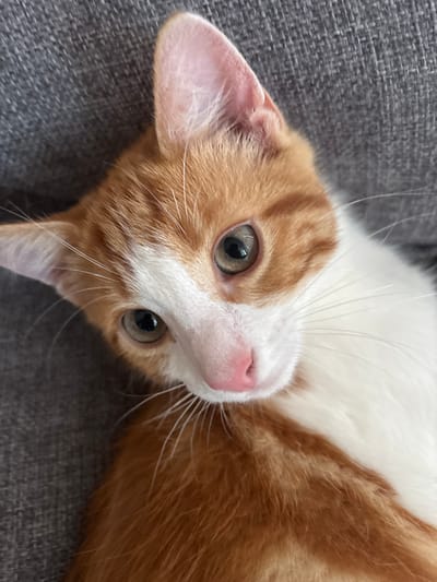 A close-up, eye-level shot focuses on the face of an orange and white kitten lying on a gray, textured surface, likely a sofa. The kitten's head is tilted, and its gaze is directed towards the camera. Its prominent features include large, light green eyes with dark pupils, a small pink nose, and long white whiskers. The fur is a mix of orange and white, with the orange appearing as tabby markings. The background is blurred, indicating a shallow depth of field, but the gray texture of the surface it rests on is discernible. There are no people or discernible city landmarks visible, and therefore no information can be provided about its location in Cork, Ireland.