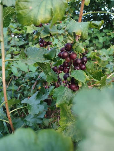 The media file captures a close-up view of a cluster of ripe blackcurrants hanging from a bush, set against a backdrop of lush green foliage. The berries are a deep, dark purple, some appearing almost black, and are clustered together on thin stems. Several green leaves, some with serrated edges and visible veins, surround the fruit. One small, unripe green berry is visible among the ripe ones. The lighting suggests it is daytime, possibly late afternoon or early morning, given the soft light and absence of harsh shadows. The scene is natural and appears to be outdoors in a garden or natural setting, consistent with a location in Abinsk, Russia. The overall impression is one of natural abundance and the quiet beauty of ripening fruit. There is no text visible in the image.