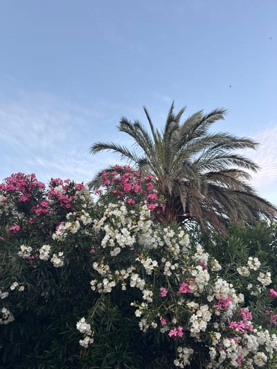 The image shows a cluster of flowering oleander bushes in bloom, with pink and white flowers, against a backdrop of a palm tree and a pale blue sky with wispy clouds. The oleander is lush and full, with dense green foliage. The palm tree is partially visible, with its fronds appearing somewhat dry and weathered. The scene suggests an outdoor environment, possibly a garden or a park, with a clear sky indicating daytime. The location is specified as Miljevci, Montenegro. There are no people or animals visible in the frame. The lighting is soft, and the overall impression is one of natural beauty and tranquility.