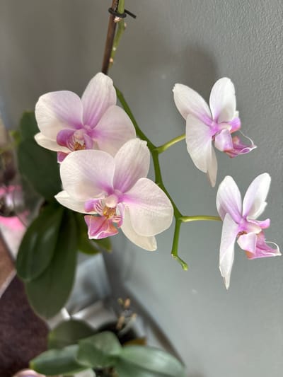 The image displays a close-up view of a blooming orchid plant. The orchid has delicate white petals with soft pink or lavender accents on the tips and inner parts of the flowers. There are at least four blossoms visible on a green stem, with some appearing fully open and others in bud or partially open. The background is a plain, light gray wall, which serves to highlight the vibrant colors of the flowers. To the right, out of focus, are green orchid leaves and hints of a pot or planter. The lighting appears to be natural, suggesting it might be daytime, and the overall mood is serene and natural. There is no visible text in the image.