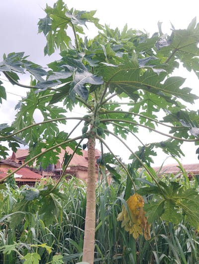 In Agege, Nigeria, a mature papaya tree stands prominently in a yard, its trunk rough and textured, adorned with several clusters of small, green papayas. The tree's large, palmate leaves, some of which show signs of yellowing and decay, spread outwards, creating a dense canopy against an overcast sky. In the background, residential buildings with red tiled roofs and concrete walls are visible, suggesting a suburban or semi-urban setting. Surrounding the papaya tree is a thick growth of tall, green grass and other vegetation, creating a natural, untamed aesthetic. The scene is captured in daylight, with diffused light suggesting a cloudy day. There are no people or animals visible in the frame.