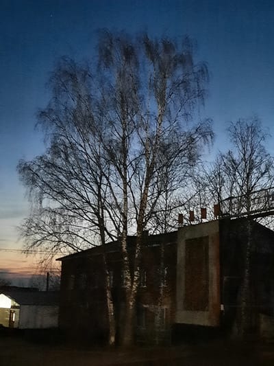 The image, when viewed in its correct upright orientation, captures an outdoor scene at either dawn or dusk, set in Krasnogorskoye, Russia. A large, bare deciduous tree, its intricate network of branches clearly visible and silhouetted against the sky, dominates the left and central portions of the frame. Its sturdy trunk and numerous twigs create a complex pattern.
To the right, a dark, multi-story building is partially visible, its structure appearing functional rather than decorative. Rectangular details, possibly windows or vents with reddish-brown frames or surrounds, are discernible on its facade, particularly in the upper section.
The sky forms the background, displaying a gradual transition in color. It is a deep, rich blue at the top and left, fading into lighter hues of pale blue and hints of orange or soft yellow towards the bottom right, strongly indicating either early morning or late evening light. The sky is clear, with no clouds present.
There are no people or specific activities depicted in the static scene. No visible text is present within the image. The overall impression is one of quietude and stillness in a natural and architectural setting during twilight hours.