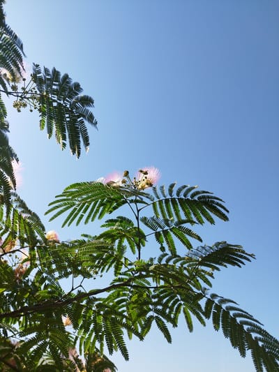 A low-angle shot shows the delicate, feathery pink flowers and compound leaves of a Mimosa tree against a clear blue sky. The foliage is lush green and illuminated by sunlight, creating a silhouette effect in some areas. The branches of the tree are visible, extending into the frame from the bottom and left. The image appears to have been taken outdoors during the day, with no people or man-made structures present. The scene is peaceful and natural, suggesting a park or garden setting. Without further information or context, the specific location in Bucharest, Romania cannot be determined.