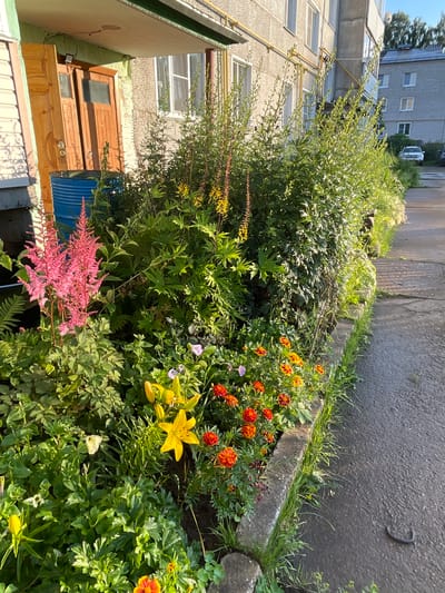 In front of a Soviet-era apartment building in the city of Kumyony, Russia, a flower bed is densely planted with a variety of colorful flowers and greenery. Prominently featured are tall spikes of pink astilbe, bright yellow lilies, and clusters of orange and red marigolds. Lush green foliage forms a backdrop, with some plants reaching towards the building's entrance. To the left of the entrance, two weathered wooden doors stand open, leaning against the wall. A large, blue metal barrel is positioned near the doors. The sidewalk adjacent to the flower bed is wet, suggesting recent rain. The scene captures a well-maintained residential area with a focus on natural beauty.