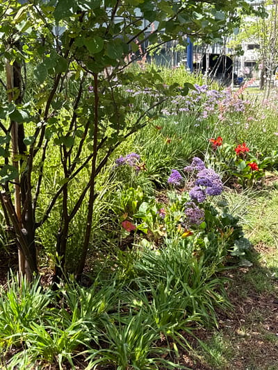 The image depicts a garden scene, likely taken on a sunny day, with a variety of plants and flowers. In the foreground, there's a tree with green leaves and brown branches. The middle ground features purple and red flowers interspersed with green grass and other foliage. In the background, blurred building structures are visible, suggesting an urban environment. Given the location of Holon, Israel, this is likely a public or private garden within the city limits. No people are visible in the frame. The focus is on the plant life and a glimpse of the surrounding built environment.