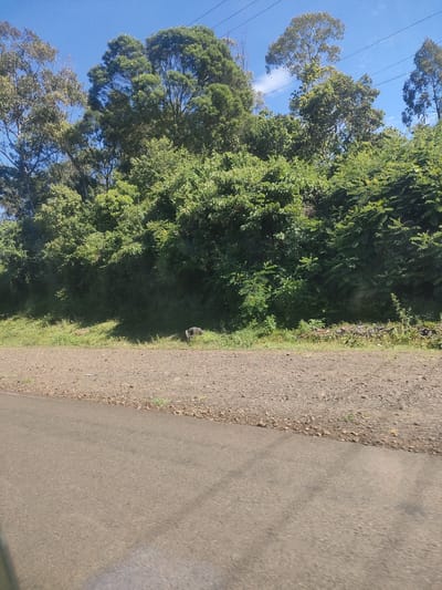 The image depicts a rural scene, likely taken from a moving vehicle. The foreground is dominated by a paved road, with a rough, gravelly shoulder. Beyond the shoulder is a grassy verge leading to dense vegetation consisting of trees and bushes. Overhead, power lines are visible against a clear blue sky.

The location is within the Municipality ward of Kenya.