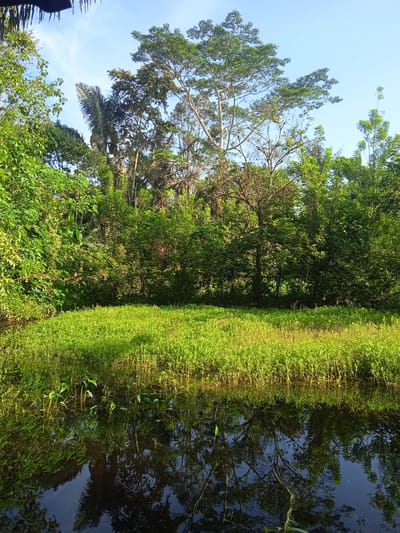The image depicts a serene natural scene featuring dense green foliage bordering a calm body of dark water. The vegetation consists of various trees and plants, some reaching towards a clear blue sky. The water's surface acts as a mirror, reflecting the vibrant green of the plants on its edge and the silhouettes of the trees against the sky. The overall impression is one of lush, untouched nature. The location is identified as a natural area in Bora, Indonesia.