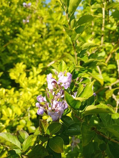 The image shows a close-up of a flowering plant, likely a shrub, in Kudawa, Sri Lanka. The plant has green leaves and clusters of small, light purple flowers. The background is a blurred green foliage. The lighting suggests a sunny day. No people, actions, or interactions are visible.