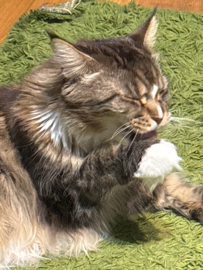 A fluffy tabby cat with long fur is lying on a textured green carpet. The cat is facing towards the right side of the frame with its eyes closed, appearing to be grooming its paw. Its right paw is raised to its face, and it is holding a small white object in its mouth. The cat's fur is a mix of brown, black, and white, with distinct tabby markings on its head and body. The green carpet has a shag-like texture, and in the upper left corner, a sliver of a wooden surface is visible, suggesting the carpet is on a wooden floor. There are no people or other animals visible in the image. The lighting suggests a daytime scene, possibly indoors due to the carpet and wooden floor. There is no information in the image to indicate a specific location in Zelenograd, Russia.