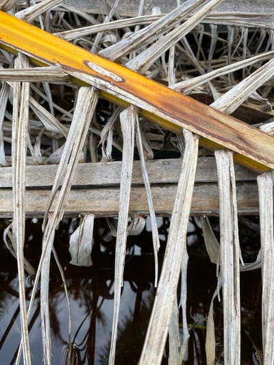 A close-up, overhead view shows dried, tan palm fronds and a bright yellow frond overlapping a wooden structure. The fronds are arranged in a dense, overlapping pattern, with some hanging down into dark, reflective water. The water below shows faint reflections of palm trees and the sky. The wooden structure appears weathered and is partially covered by the fronds. The scene is located outdoors, near the water's edge, on Ko Siboya, Thailand. There are no people or animals visible in the image.