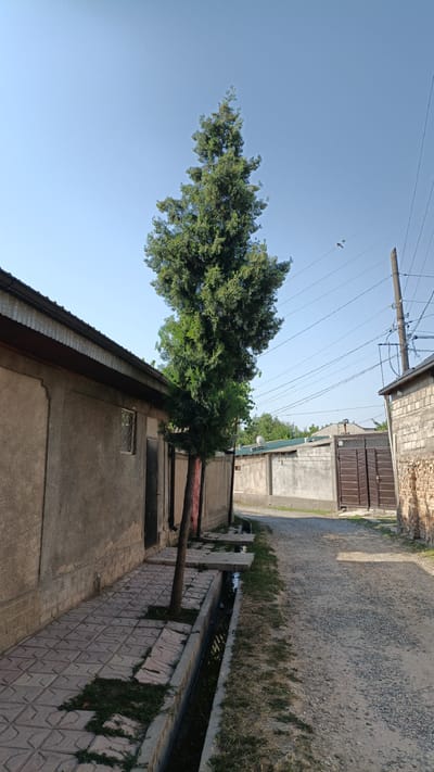 The image depicts a street scene in the city of Pista-mazor, Tajikistan. The perspective is low-angle, looking down a gravel path lined by buildings and vegetation. On the left, a long, single-story building with a textured grey facade runs parallel to the path. It has a dark-colored door and a small, barred window. Adjacent to the building is a paved walkway with a decorative pattern. A narrow drainage ditch runs alongside the walkway, containing dark water and some sparse vegetation. A tall, slender evergreen tree with dense green foliage stands between the building and the path, its trunk partially visible.
Further down the path, on the right, a brick wall borders another building. The path itself is composed of loose gravel and shows signs of wear. In the background, several other structures are visible, including a large double gate made of dark wooden planks. Utility poles with numerous wires stretch across the sky, indicating the presence of electricity and communication lines. The sky is clear and blue, suggesting fair weather. There are no people visible in the scene. Two birds are perched on a wire in the upper right quadrant of the image. The overall impression is one of a somewhat weathered but functional urban environment.
