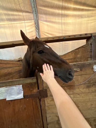 The image shows a close-up of a brown horse in a stable. A person's hand is gently touching the horse's face. The horse is looking towards the right side of the frame, with its head partially visible over a wooden railing. The stable appears to be constructed of wood, with a canvas-like material covering the ceiling. There is a sign attached to the wooden structure on the left, with some text in what appears to be a non-Latin script, and the word "Arecibo" is legible. The lighting suggests it is daytime, with light filtering in from above. The image does not provide any specific information to ascertain the location in the city of Pavlovsk, Russia.
