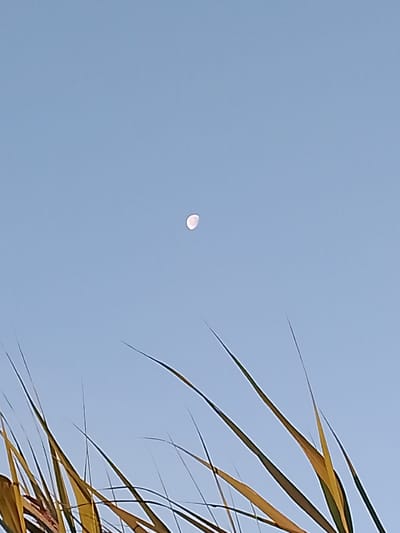 This is an outdoor, low-angle, vertical shot of a clear sky with a crescent moon visible in the upper center of the frame. In the foreground, several blades of tall, dry grass, with some yellow and brown hues, are angled towards the sky. The scene appears to be an open field or natural area, possibly on the outskirts of Свіслацкі сельскі Савет, Belarus, given the natural elements and clear sky suggesting a rural or semi-rural environment. There are no people or animals visible in the image. The lighting is natural, likely from daylight given the visibility of the moon.