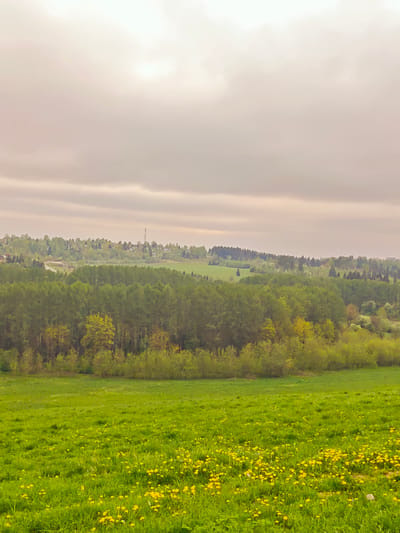 The image depicts a rural landscape in Ильинское, Russia, under an overcast sky. In the foreground, a vibrant green field is dotted with yellow dandelions. A dense forest line separates the field from the distant horizon. In the background, there's a settlement visible, including buildings and a communication tower. The overall scene conveys a sense of tranquility and is characteristic of a countryside environment.