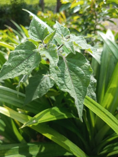 The image depicts a close-up of plant foliage, located in Neerveli, Sri Lanka. In the foreground, a vibrant green plant features ovate leaves with a textured, somewhat puckered surface. These leaves, along with their visible stems, are densely covered in fine, white, hair-like structures, giving them a fuzzy appearance. Prominent reddish-purple venation is observable on the central veins and undersides of some leaves. Below and slightly behind this central plant, a cluster of longer, smoother, linear green leaves is partially visible, reflecting direct sunlight. The background is softly blurred with distinct bokeh effects, revealing out-of-focus green and brownish-green vegetation, indicative of distant trees or shrubs. The entire scene is illuminated by strong natural sunlight, creating sharp contrasts between illuminated areas and shadows on the foliage.