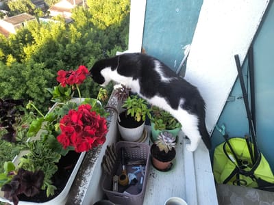On a wooden balcony in Rivne, Ukraine, a black and white cat inspects a potted red geranium. The balcony overlooks a neighborhood with trees and houses. Among the potted plants are other flowers and succulents. Various objects are scattered on the balcony, including a basket containing a pipe, clothespins, and a brush, as well as a bright yellow bag and two dark poles leaning against the wall. The cat appears to be the sole subject of interest in the scene, with its attention focused on the flowers.