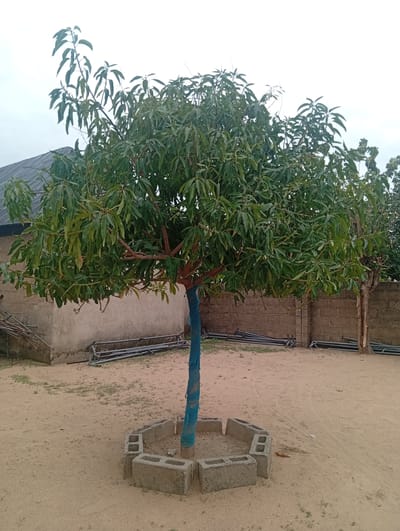 In Gulak, Nigeria, a mature mango tree stands prominently in a sandy, open area, possibly a yard or communal space. The tree's trunk is partially wrapped in vibrant blue fabric, suggesting it might be a young tree or one that has recently undergone some form of treatment or protection. Surrounding the base of the tree is a makeshift enclosure formed by concrete blocks, creating a hexagonal barrier.
In the background, a single-story building with a dark, corrugated roof is visible to the left. The building's walls appear to be constructed from rough, light-colored material, possibly mud or unpainted concrete. Scattered around the area are various metallic poles and construction materials, hinting at ongoing or past construction activities. A brick wall, constructed from light brown cinder blocks, runs horizontally behind the tree, separating the sandy area from what appears to be another section of the compound. The sky is overcast, suggesting a cloudy day.