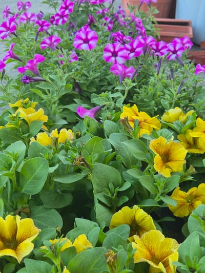 A close-up, eye-level shot of a profusion of petunia flowers in full bloom. The left side of the frame is filled with yellow petunias exhibiting a distinctive dark veined pattern on the petals. These are intermixed with bright green, round leaves. The right side showcases purple and white striped petunias, with some buds not fully opened. These flowers also have green foliage, though it appears more fine-leaved. A section of a brown planter is visible at the right edge. The scene appears to be in natural outdoor lighting. There is no indication of the location being in Pavlikeni, Bulgaria.