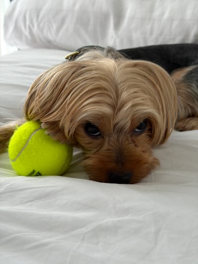 A Yorkshire Terrier dog is lying on a white bed with a tennis ball next to its head. The dog has tan and black fur and is looking at the camera with its dark eyes. The tennis ball is bright yellow and has some black lettering on it. The bed is covered with white sheets that are slightly wrinkled. The background is out of focus, but it appears to be a bright room. The scene is likely indoors. There are no people or other animals visible in the image. The dog's collar is visible and it is dark colored with a brass buckle.