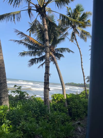 This photograph captures a serene coastal scene in Katukurunda, Sri Lanka, framed by lush green foliage and the majestic presence of palm trees. In the foreground, verdant, dense bushes create a natural barrier, their leaves glistening under the sunlight. Two prominent palm trees stand tall, their trunks textured and weathered, with fronds reaching towards the clear, azure sky. One palm on the left displays a cluster of coconuts, hinting at the tropical bounty of the region.

Beyond the vegetation, the turquoise waters of the Indian Ocean stretch to the horizon, with gentle waves rolling towards the shore, creating a soothing rhythm. The beach itself is a strip of sand, with a small, tree-covered island visible in the distance, adding to the picturesque panorama. The sky is a flawless blue, devoid of clouds, suggesting a bright, sunny day. The overall impression is one of tranquility and natural beauty, a postcard-perfect representation of Sri Lanka's coastal charm.