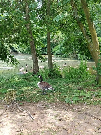 A Canadian goose stands on a grassy bank next to a body of water. Several other geese are swimming in the water, which is surrounded by lush green trees. A wooden bridge can be seen in the background. The scene appears to be in a park or natural area, possibly Dusseldorf, Germany. The lighting suggests it is daytime, and the weather seems pleasant. The overall mood is peaceful and serene. There is no visible text in the image.