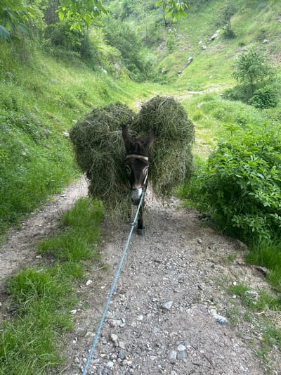 A donkey is carrying hay on its back along a path. The location is near Pripek, Bulgaria. The donkey is led by a blue rope. The path is gravel and dirt. The surroundings are grassy and have trees and bushes. The photo appears to be taken from a slightly elevated position looking down at the scene.