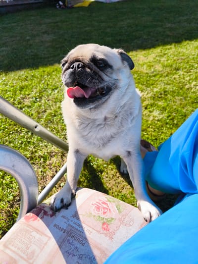A fawn-colored pug dog is standing on its hind legs with its front paws resting on the patterned seat of a chair. The dog's mouth is open and its pink tongue is visible. The dog is looking to its left. The chair is placed on a grassy lawn. A person wearing a bright blue garment is sitting in the chair, with their legs visible on the right side of the image. A metal chair frame is visible on the left. The background consists of a green lawn and shadows, suggesting an outdoor setting. The lighting indicates it is daytime, with sunlight casting shadows on the grass. The location is identified as Dzērumi, Latvia.