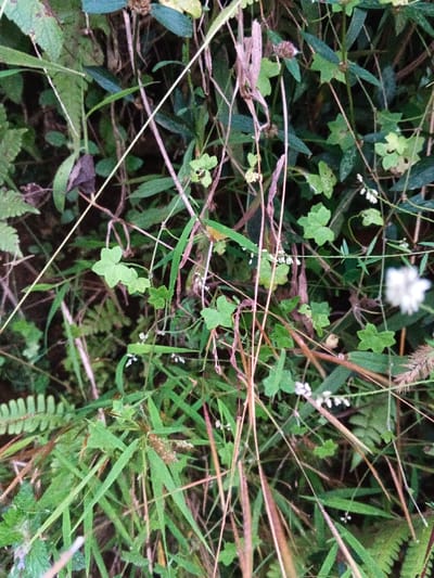 This close-up image depicts a dense aggregation of diverse green vegetation, situated outdoors in Pinnwe, Myanmar (Burma). The scene is dominated by various plant species, including broad-leafed plants, some exhibiting trifoliate and pentafoliate clover-like leaves, and numerous narrow-bladed grasses. Interspersed throughout the foliage are multiple thin, dried, light-brown stems and stalks, creating a crisscrossing pattern. Small, delicate white flowers are scattered in clusters, particularly visible in the mid-ground and lower-right portions of the frame. A larger, out-of-focus, fluffy, spherical white object, consistent with a seed head, is present on the far right. A fern-like frond is partially visible on the far left. The background is obscured by denser foliage and shadow. No human figures, animals, or man-made objects are discernible.