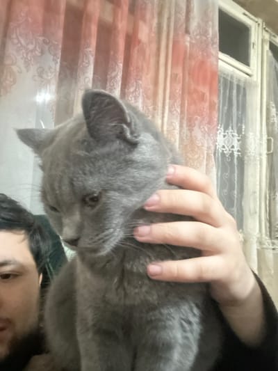 The scene depicts an interior domestic setting in Fergana, Uzbekistan. A grey-furred feline, consistent with a British Shorthair, is prominently positioned in the center-right, its head angled downwards and to the left. Its partially visible eyes are amber in color. A human subject is partially visible on the left, displaying the lower portion of their face, including dark hair and facial stubble, and their right hand. This hand is placed upon the cat's upper back and neck area; the fingernails are short and unpolished. In the background, a multi-pane window structure is visible, obscured by two layers of curtains: an inner sheer white curtain with a patterned design, and an outer, heavier curtain in shades of red and orange, also featuring a repeating pattern. The lighting suggests an indoor environment.