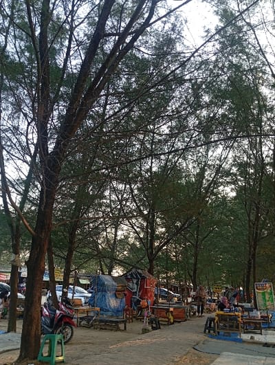 The scene depicts an outdoor market area located under a dense canopy of tall, slender Casuarina trees in Tritunggal, Indonesia. The sky above is partially visible and bright, suggesting daylight with diffused lighting.
In the left foreground, a prominent tree trunk rises, with a single green plastic stool positioned at its base. A red and black Honda Vario scooter is parked adjacent to the tree. The ground consists of uneven dirt and sandy patches, transitioning into a slightly paved or more compacted path further into the scene.
The mid-ground is occupied by multiple makeshift vendor stalls. One stall on the left is largely covered by a blue tarp, while an adjacent stall to its right displays items under a red tarp. Numerous wooden tables and small stools are scattered throughout this area, serving as customer seating. Several cars are visible parked behind these stalls, indicating an accessible road or parking zone.
Towards the right mid-ground, additional similar stalls are present. Approximately five individuals are visible, including a woman wearing a headscarf walking towards the right. Other figures are partially obscured by the stalls or engaged in activities near them. Visible signage includes a yellow sign with "RAMEN MIEKA" and a vertical green and yellow advertisement. The environment indicates an active, informal commercial setting.