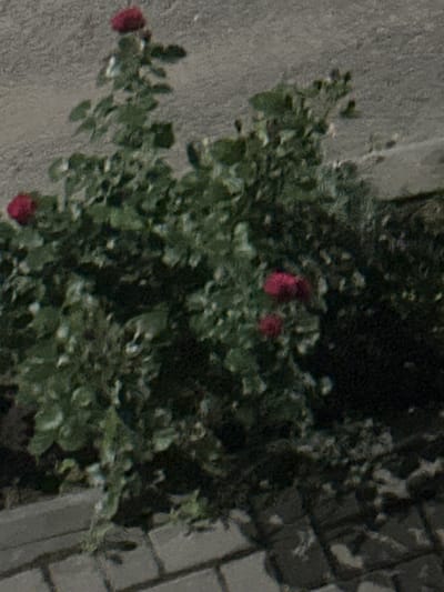 The image shows a bush with several red roses and green leaves against a textured gray background and a brick pathway. The setting appears to be outdoors. There are no people or animals visible. The image quality is poor, with significant pixelation and blurring, making fine details difficult to discern. The specific location in Strășeni, Moldova cannot be determined from the visual information provided.