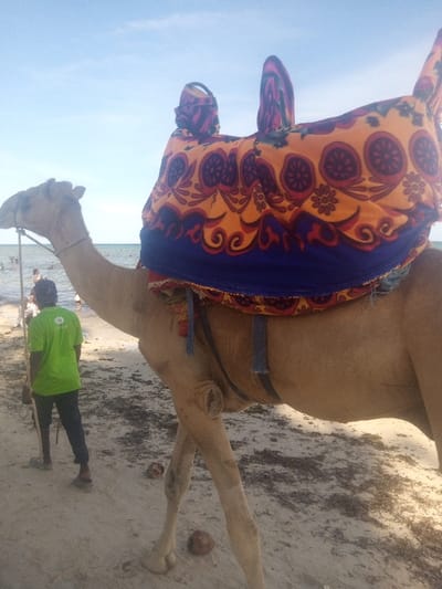 The scene depicts a dromedary camel standing on a sandy beach in Shanzu ward, Kenya. The camel, light brown, is equipped with a brightly patterned saddle cover featuring orange, red, and purple floral/circular motifs with a dark blue lower border. A rope extends from the camel's head. To the left, a male individual stands with his back to the viewer, wearing a bright green t-shirt with a white logo, dark trousers, and sandals, appearing to hold a rope connected to the camel. The foreground beach consists of light sand interspersed with dark organic debris and two visible coconut halves. In the background, numerous individuals are partially submerged in a calm body of water, likely the ocean. The sky above is clear and light blue.