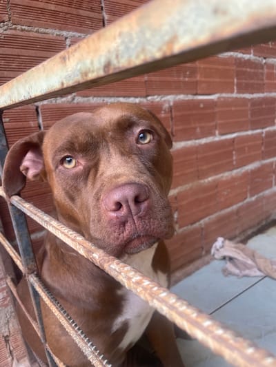 A brown Pitbull or American Bully-type dog is centered in a head-on, medium close-up shot, gazing directly forward. The dog features short, reddish-brown fur, light amber eyes, and a pinkish-brown nose, with a visible patch of white fur on its lower chest/neck. The subject is partially framed and obscured by two rusty, horizontally oriented metal rebar elements in the foreground. In the background, an unplastered wall constructed from reddish-brown hollow bricks is visible. The lower portion of the image displays a light-colored tiled floor, upon which a crumpled piece of light-toned fabric rests to the right of the dog. The scene is illuminated by natural light. The specific location within Anápolis, Brazil, is not discernible from the visual information provided.