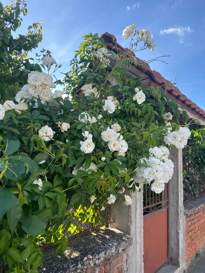 The image shows white climbing roses growing on a building. The building appears to have a red tile roof. The roses are in full bloom, with many individual flowers clustered together. The leaves of the roses are green and glossy. The sky is blue and clear. The location is Elhovo, Bulgaria. It's a low-angle shot focusing on the floral display against the architectural details of the building and the backdrop of the sky. A window or opening covered with metal grates is visible behind the roses. The brick of the building is visible on the right. Some of the greenery around the building appears to be ivy.
