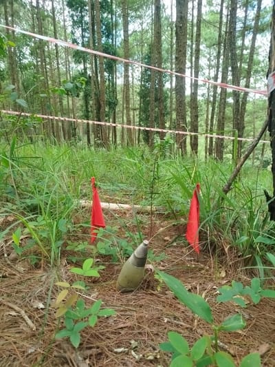 The image depicts a scene in a pine forest, likely in Cam Ly, Da Lat, Vietnam. Red and white caution tape is strung between trees in the background. In the foreground, two red flags are planted in the ground amidst dense green grass and pine needles. Between the flags, an unexploded ordnance, resembling a mortar shell, is partially visible, lying on the ground. The overall environment is natural and overgrown, suggesting a less-trafficked area. There are no people or animals present in the image. The lighting suggests it is daytime, with diffused light filtering through the trees.